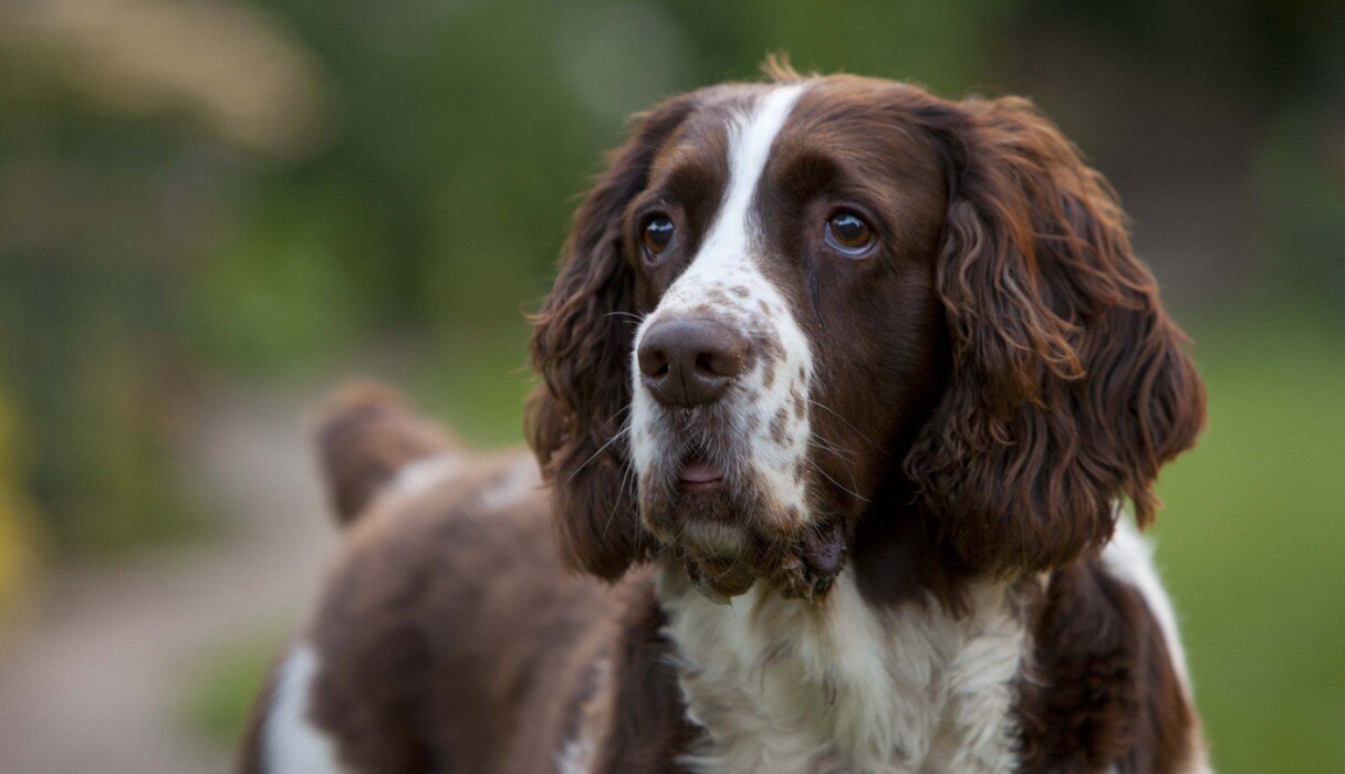 Do Springer Spaniels Smell Bad