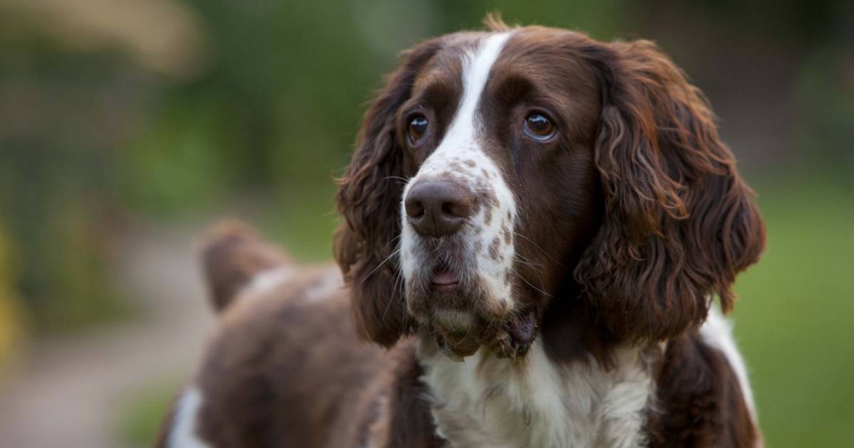 do springer spaniels smell bad