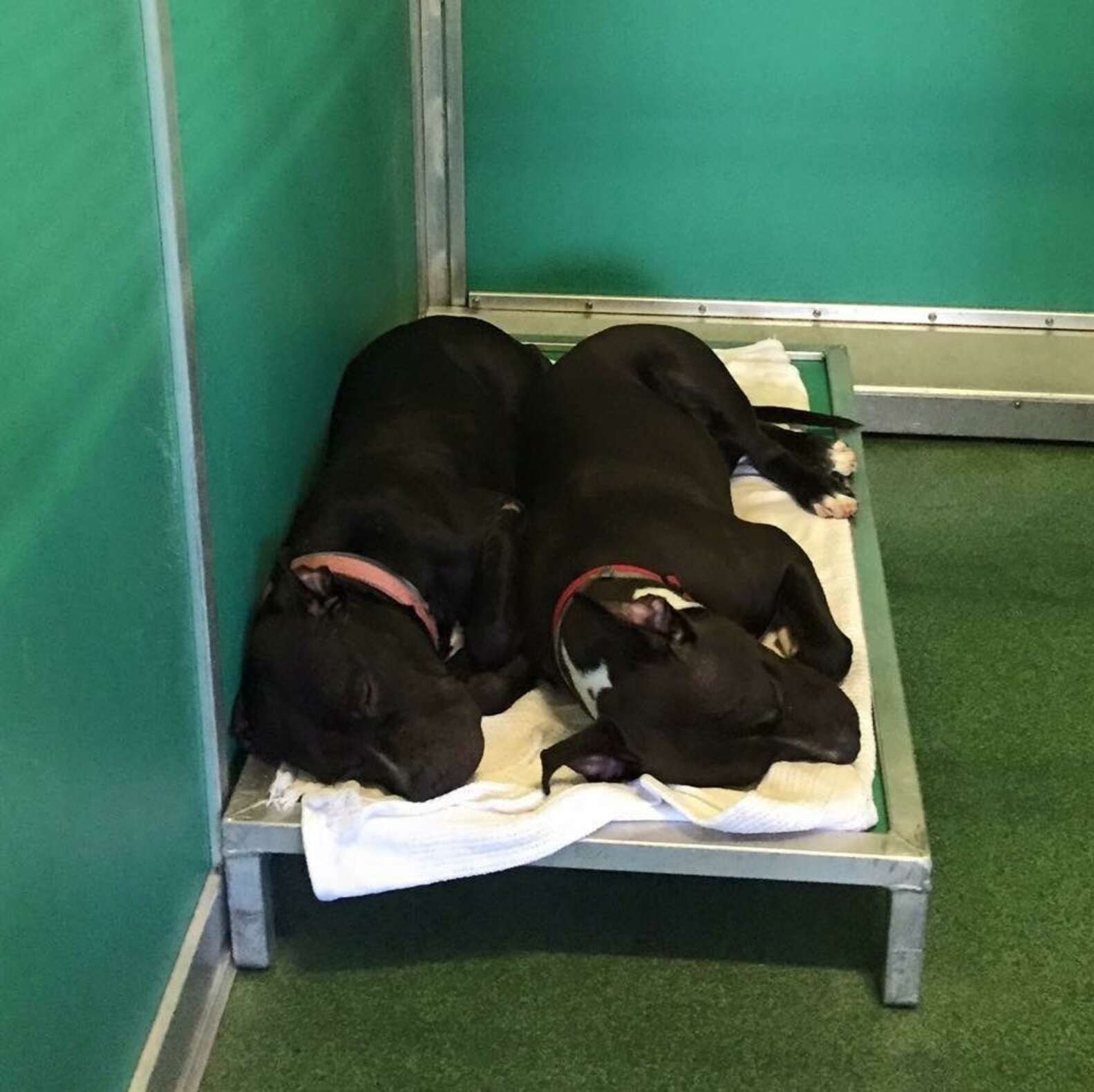 Shelter Dogs Snuggle Together For Comfort The Dodo