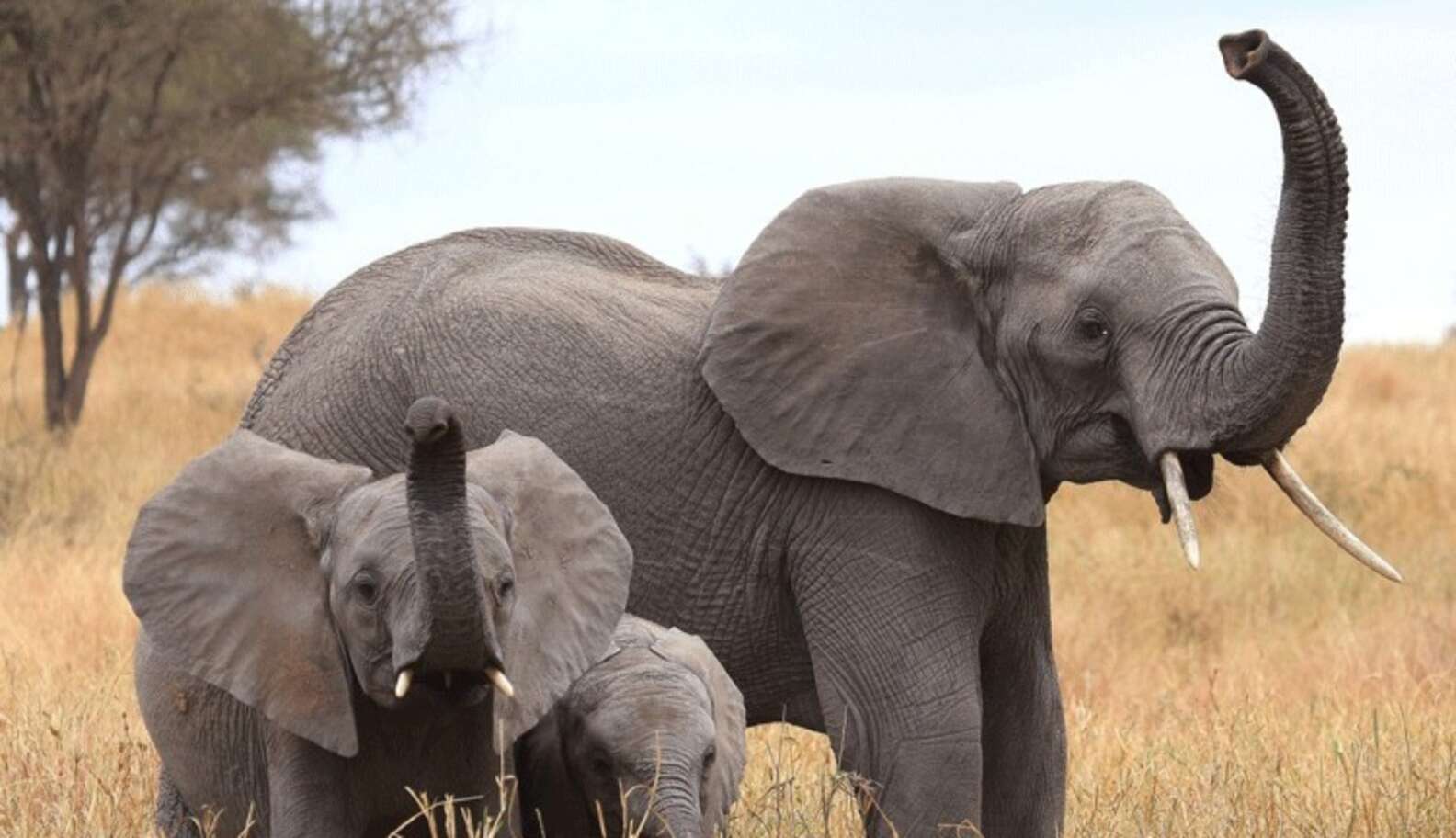 African Elephants Have An Incredible Sense Of Smell And Here’s Why