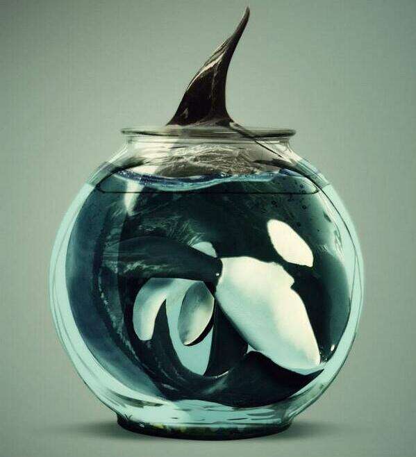 this-shows-exactly-what-captivity-means-for-orcas-blackfish