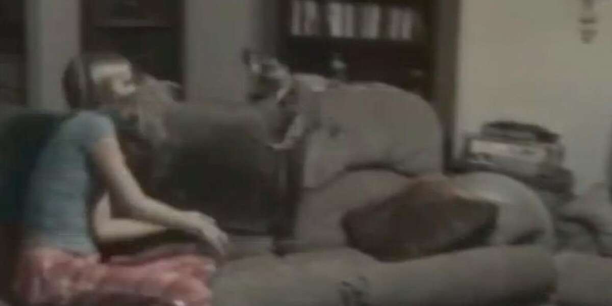 Playful Kitten Launches Into The Air Like A Cat Projectile - The Dodo