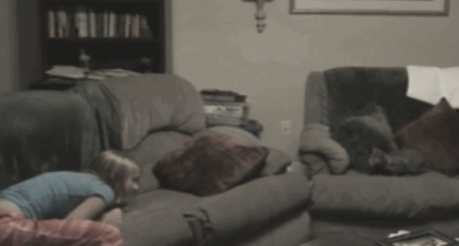 Playful Kitten Launches Into The Air Like A Cat Projectile - The Dodo