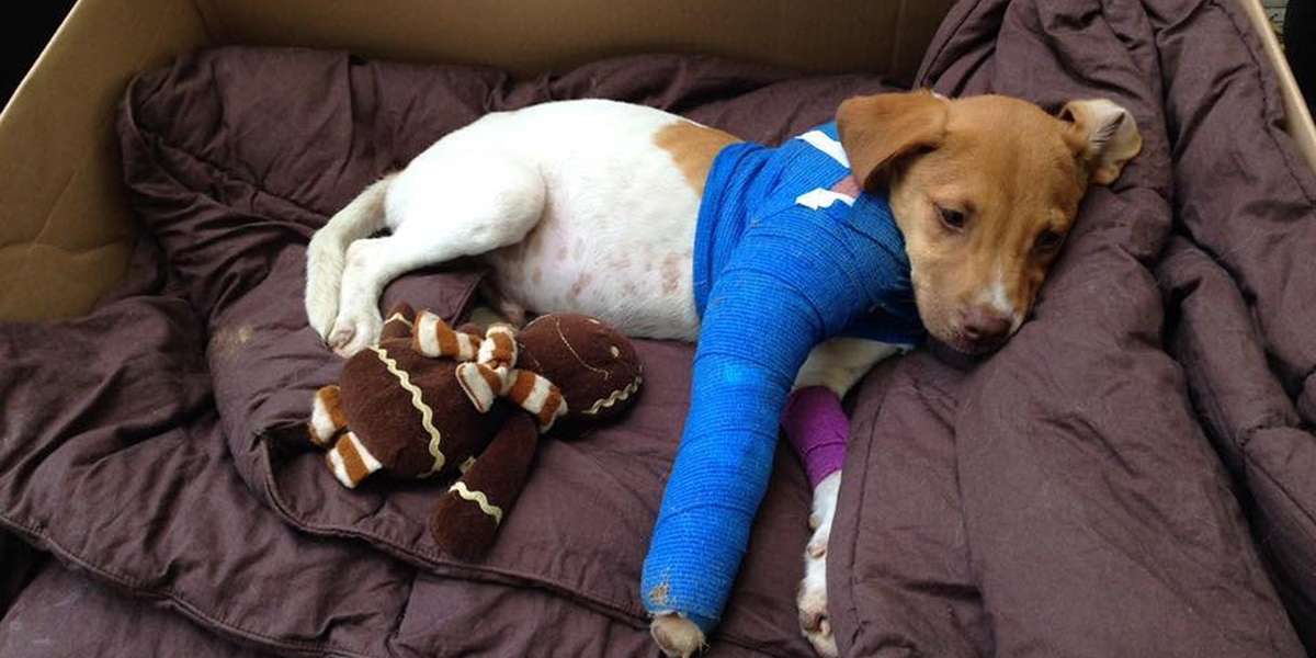 Couple Pulls Over For ‘Dead’ Dog On Side Of Road - The Dodo