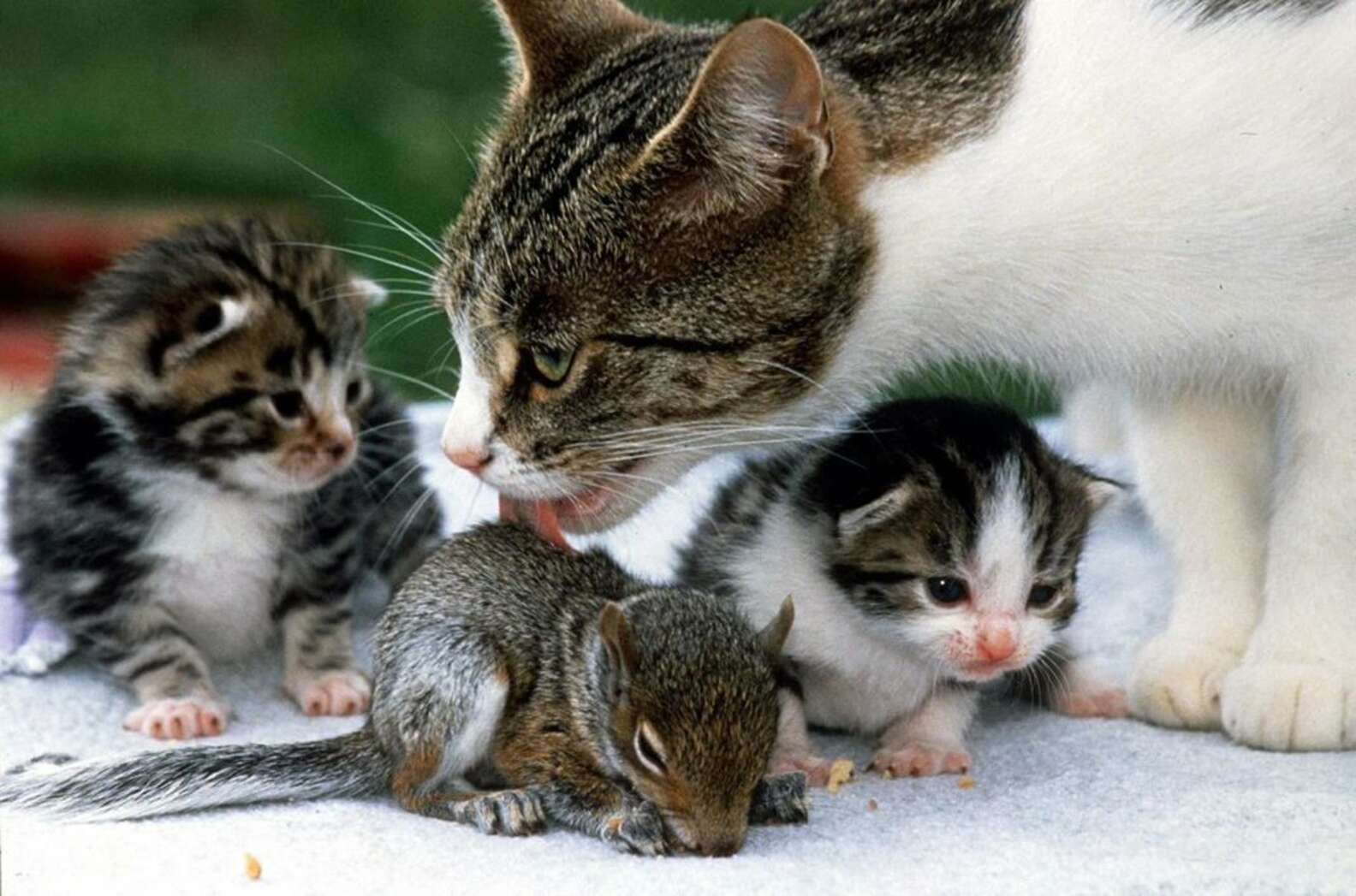 Забота о детенышах. Детеныш кошки. Потомство кошек. Забота животных о своих питомцах. Кошка заботится о потомстве.