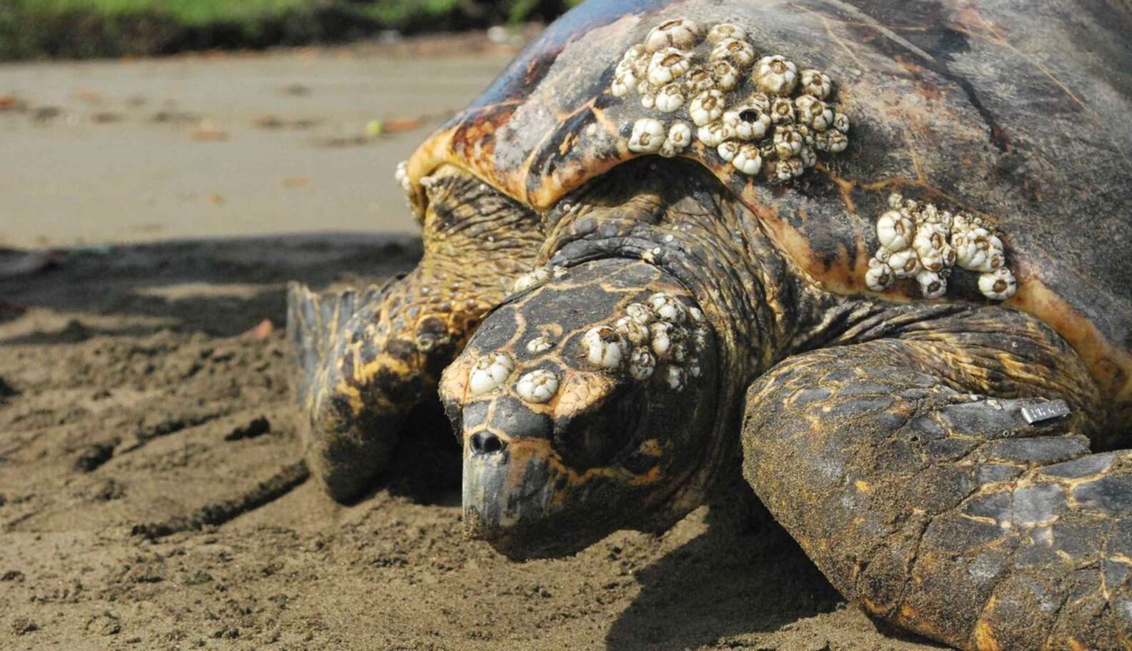 People Thought These Turtles Had Disappeared Forever. They Were Wrong ...