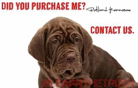 These Are The Photos Petland Doesn’t Want You To See - The Dodo