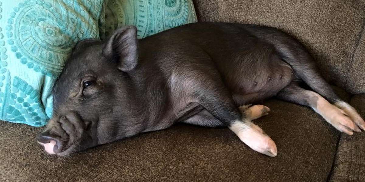 Pet Pig Has Been Abandoned 3 Times — And She's Still Just A Baby The Dodo