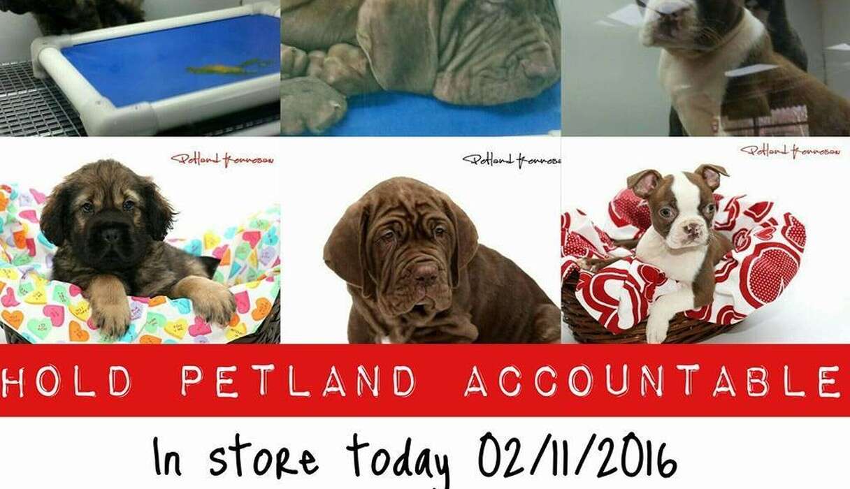 petland exposed