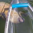 Manatee Will Do Whatever It Takes To Follow This Boat