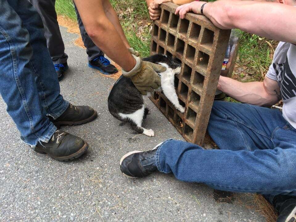 Кошка застряла. Животные застрявшие в решётке. Котик застрял в решётке. Освобождение животных.