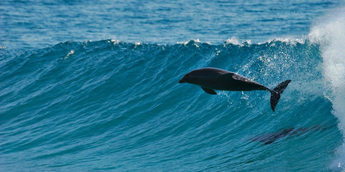 court #dolphin, Dolphins