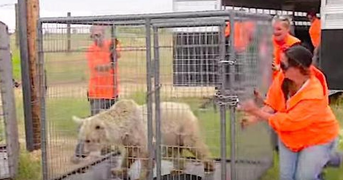 Bears Kept In Tiny Cages Run Free For The First Time In 20 Years The Dodo