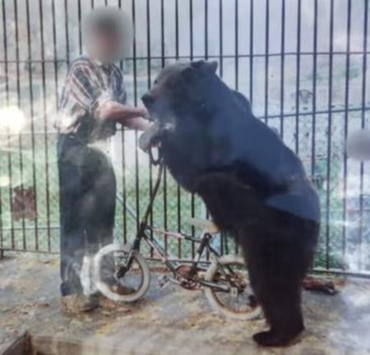 Bears Kept In Tiny Cages Run Free For The First Time In 20 Years The Dodo