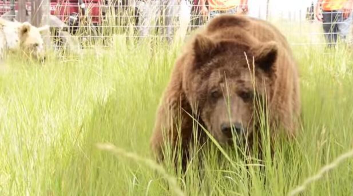 Bears Kept In Tiny Cages Run Free For The First Time In 20 Years The Dodo
