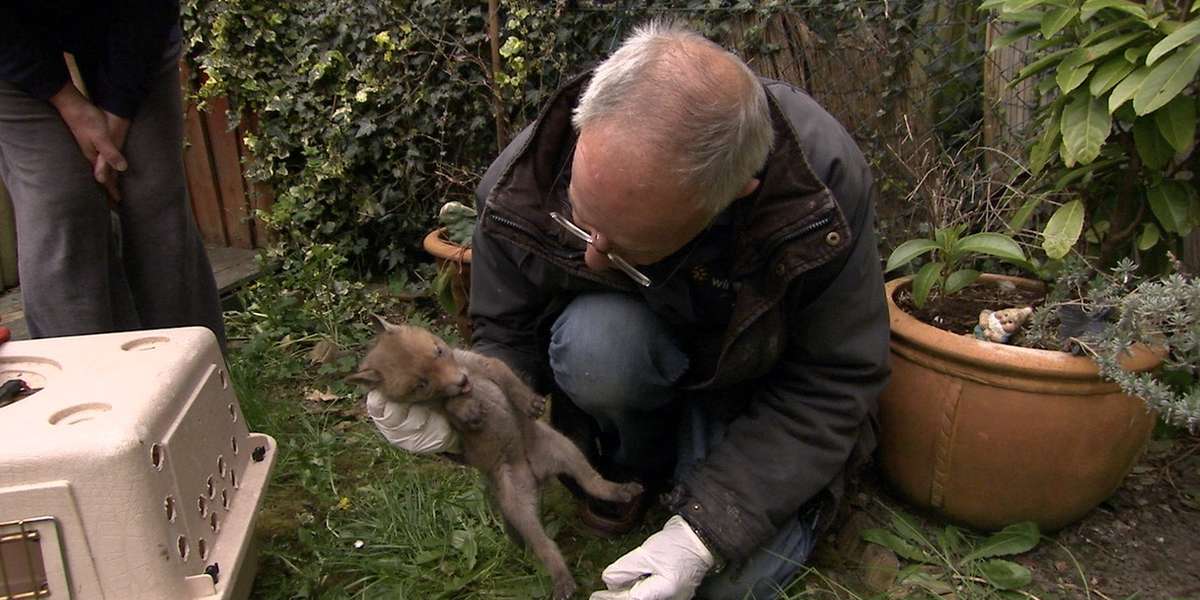 Fox Cub's Rescue Teaches Neighbor To Not Fear Animals - The Dodo
