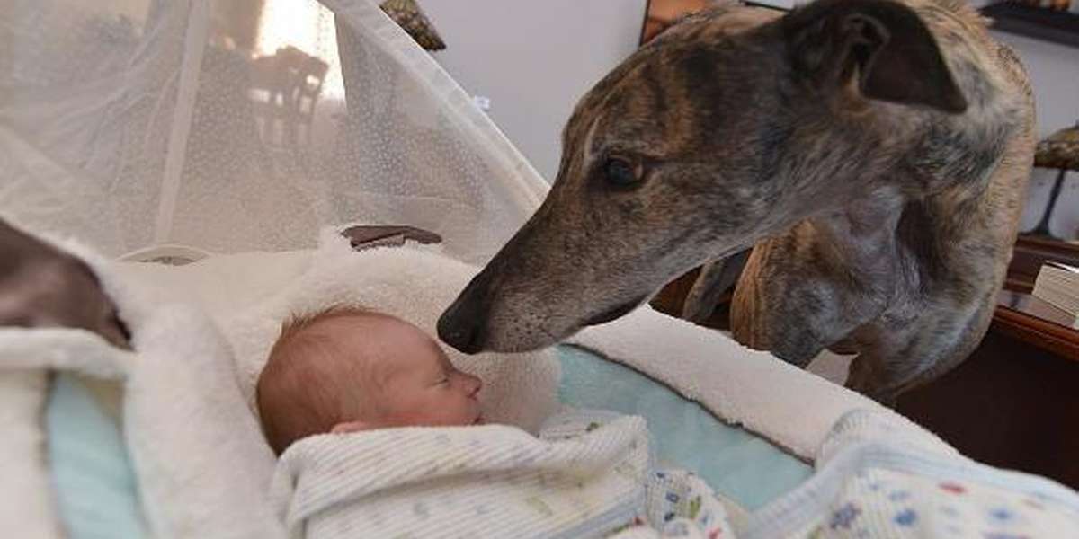 Greyhound Who Was Scared Of Affection Falls In Love With His New