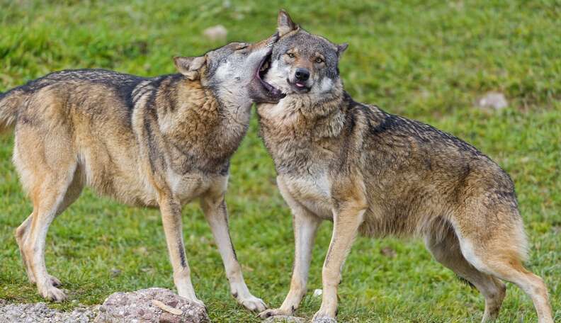 5 Simple Reasons To Love Wolves - The Dodo