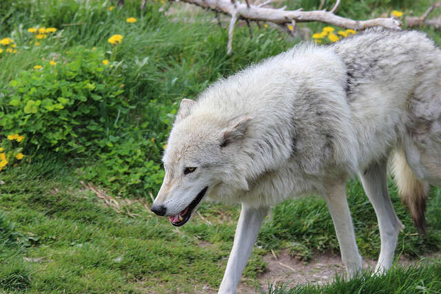 5 Simple Reasons To Love Wolves - The Dodo