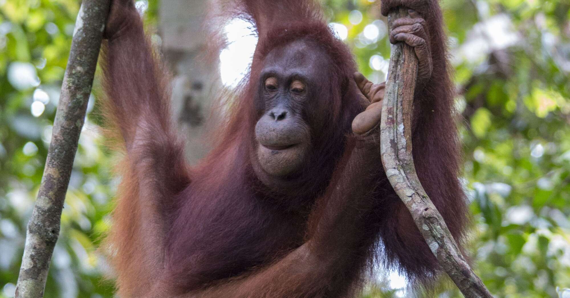 Orangutan Stolen As A Baby Is So Happy To Return To The Forest - The Dodo