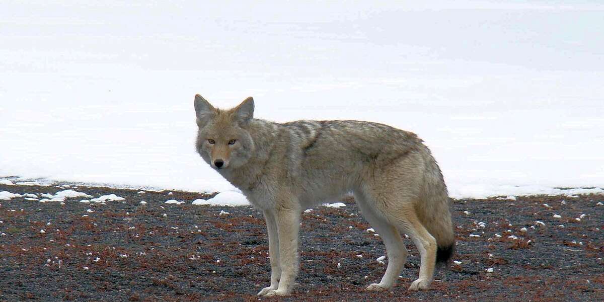 song-dog-howling-photo