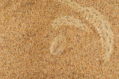Sand has scales