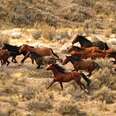 Groups Seek Protection for North American Wild Horses Under Endangered Species Act