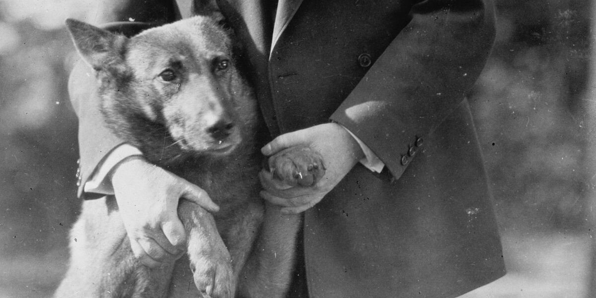 5 Great Dogs Who Changed The Course Of Presidential History - The Dodo