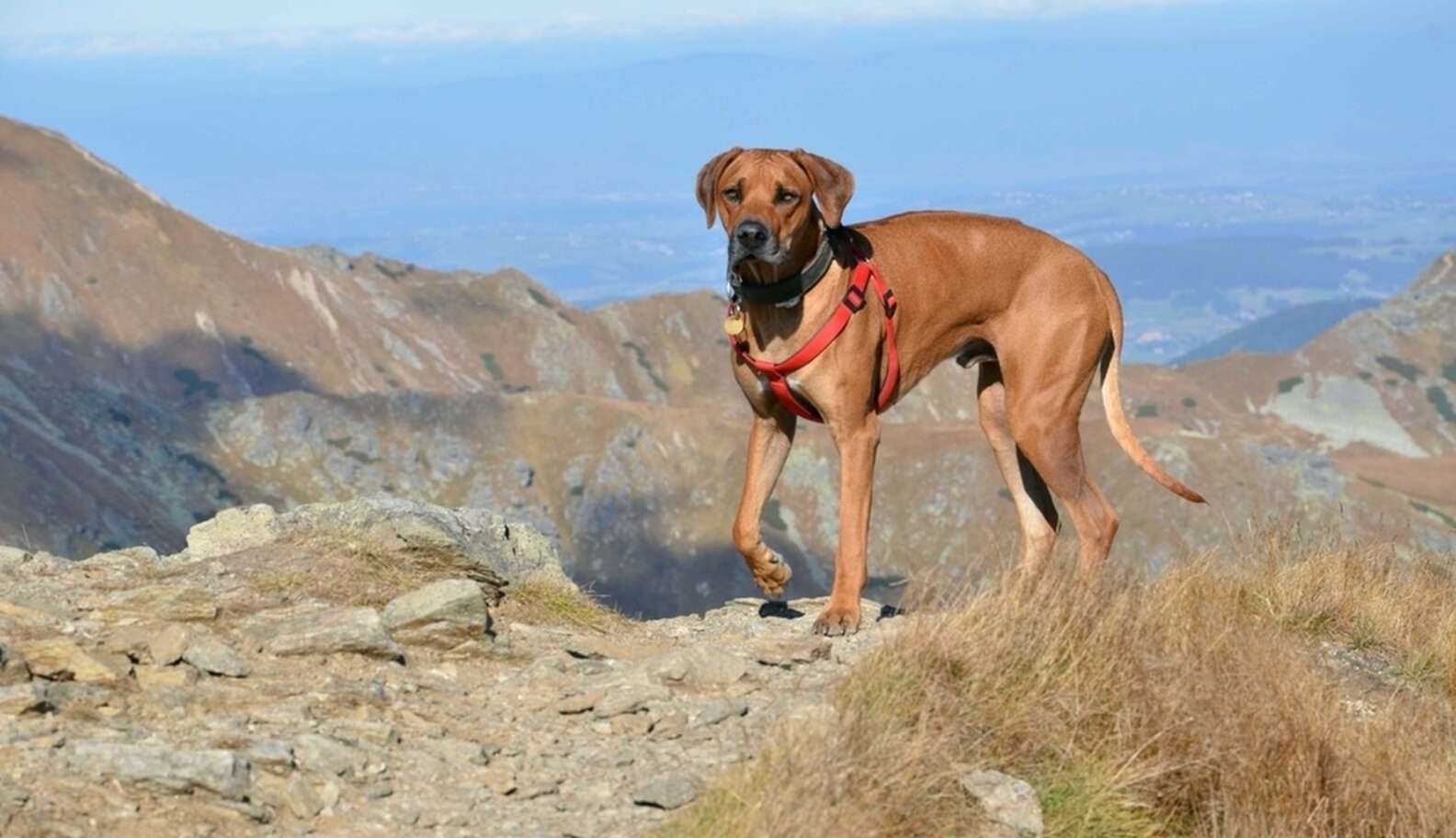 More And More Dogs Are Dying On Hikes This Summer - The Dodo