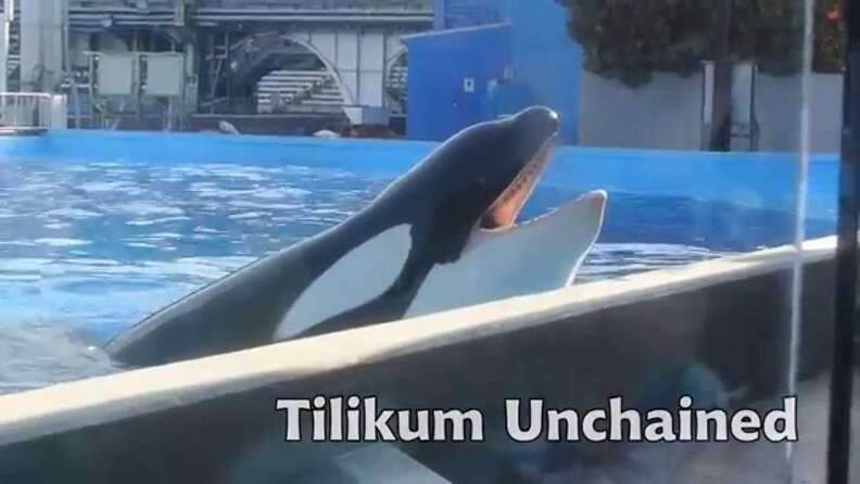 Tilikum Unchained Lopker Protest Song Blackfish Seaworld Slave Killer Whale Song The Dodo Tilikum Unchained Lopker Protest Song Blackfish Seaworld Slave Killer Whale Song The Dodo