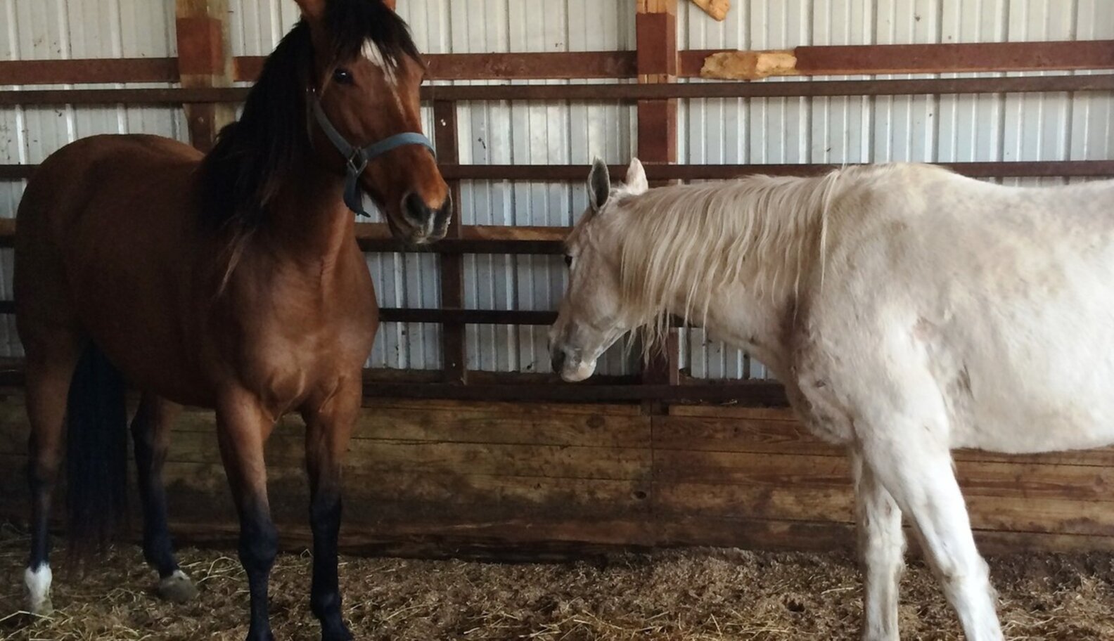 Save 150,000 Horses From Slaughter Each Year By Ending Auction And Export The Dodo