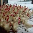 Happy Chickens See Snow For The First Time, Cause A Traffic Jam
