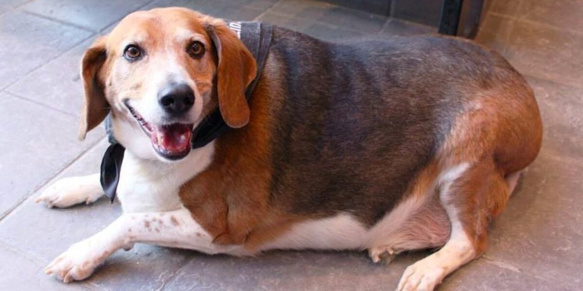 Fat beagle hot sale dog