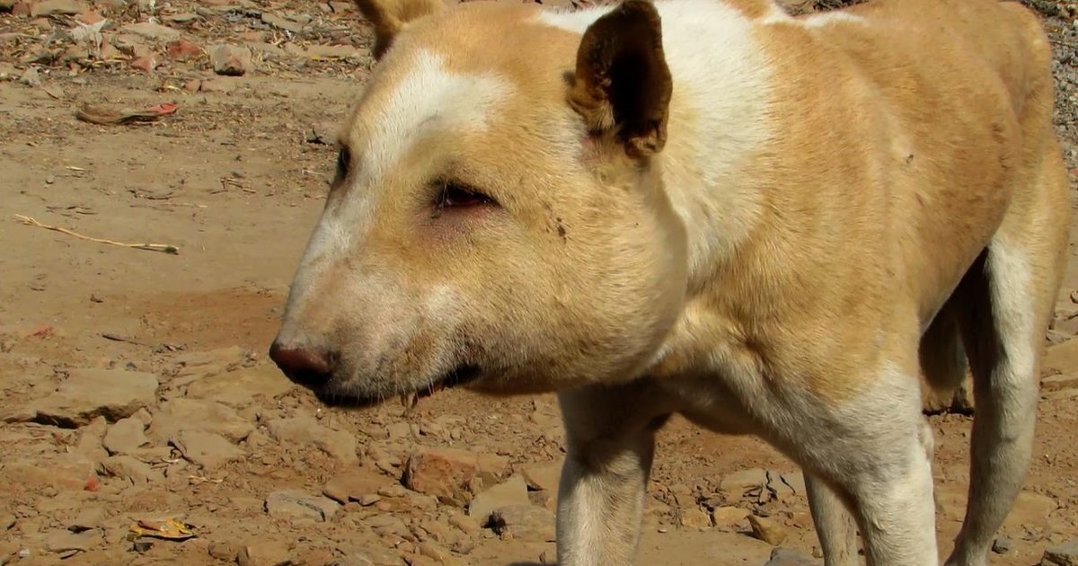 Dog With Severely Swollen Face Meets People Who Know Just What To Do The Dodo