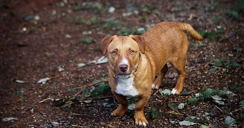 dog with deformed face