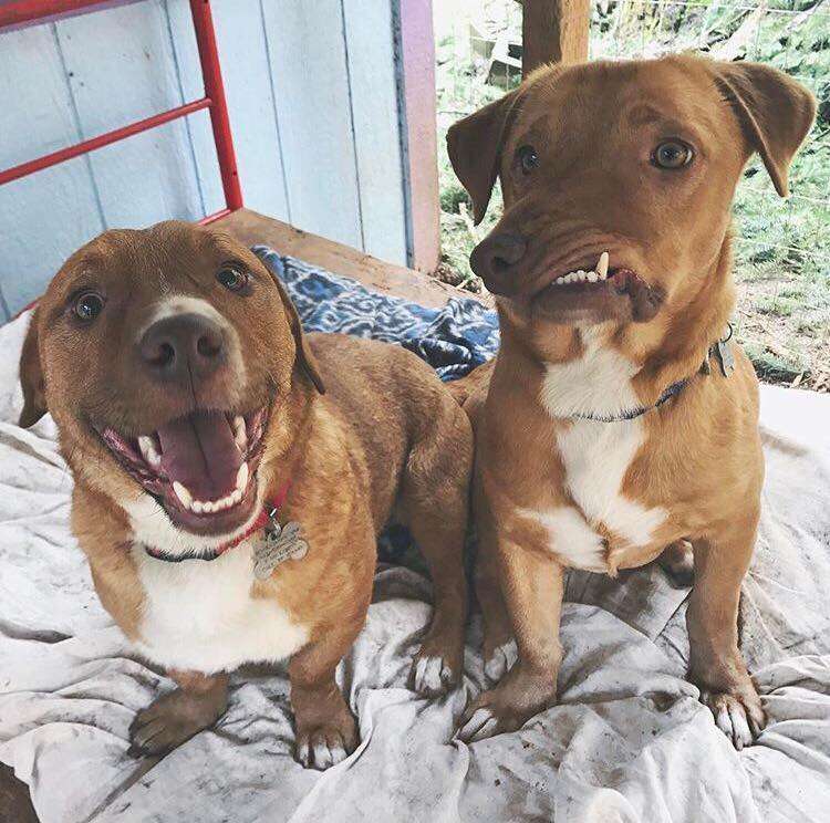 dog with deformed face