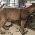 Circus Cat Living In Car Freed From Life In Chains