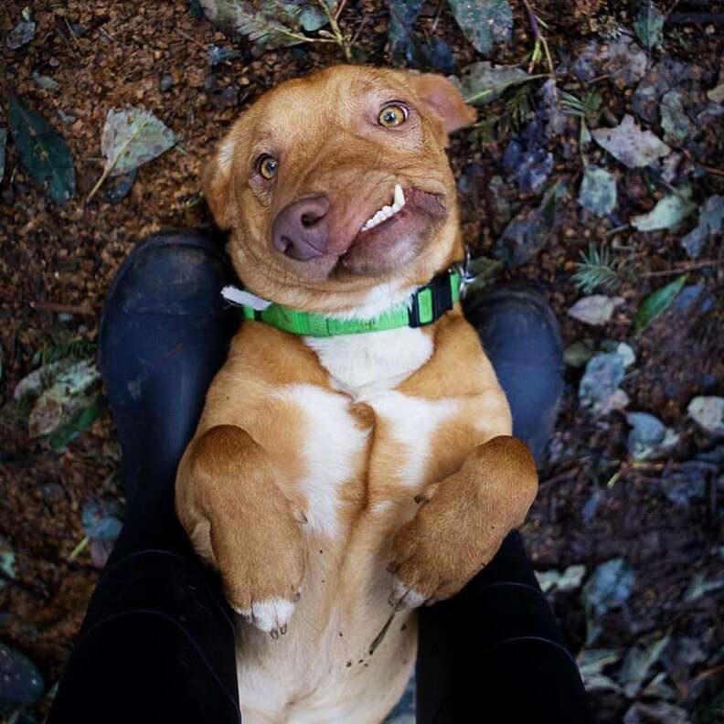 dog with deformed face