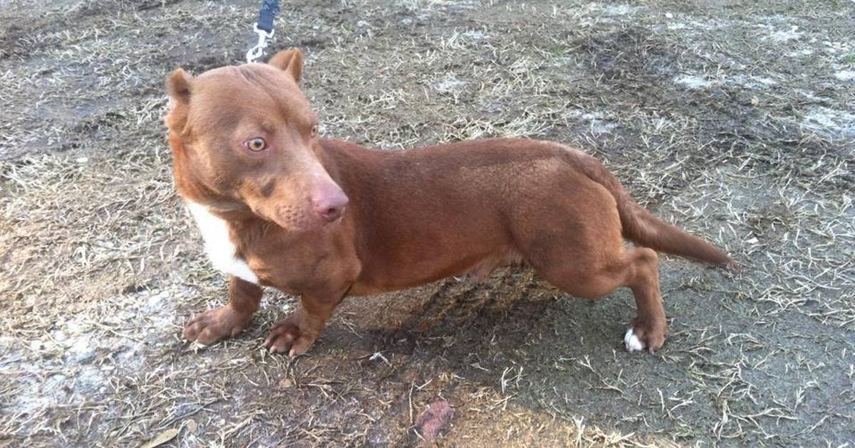 Pitbull store and dachshund