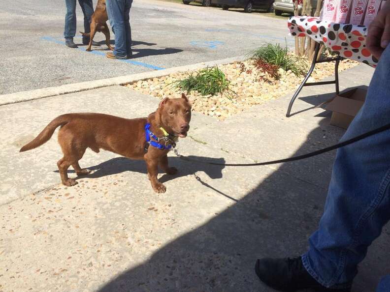 Weiner dog mixed with cheap pitbull