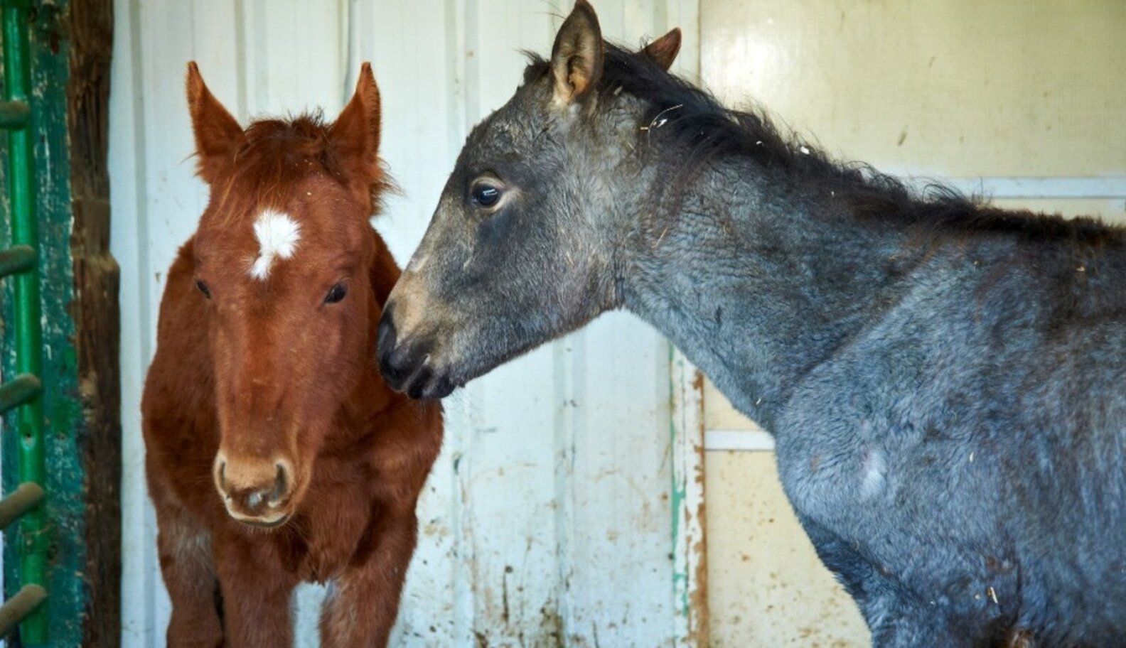 How to Help a Horse The Dodo