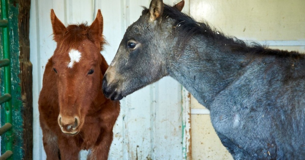 How to Help a Horse The Dodo