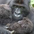 Gorilla Mom Is SO Proud Of Her Perfect Newborn Twins
