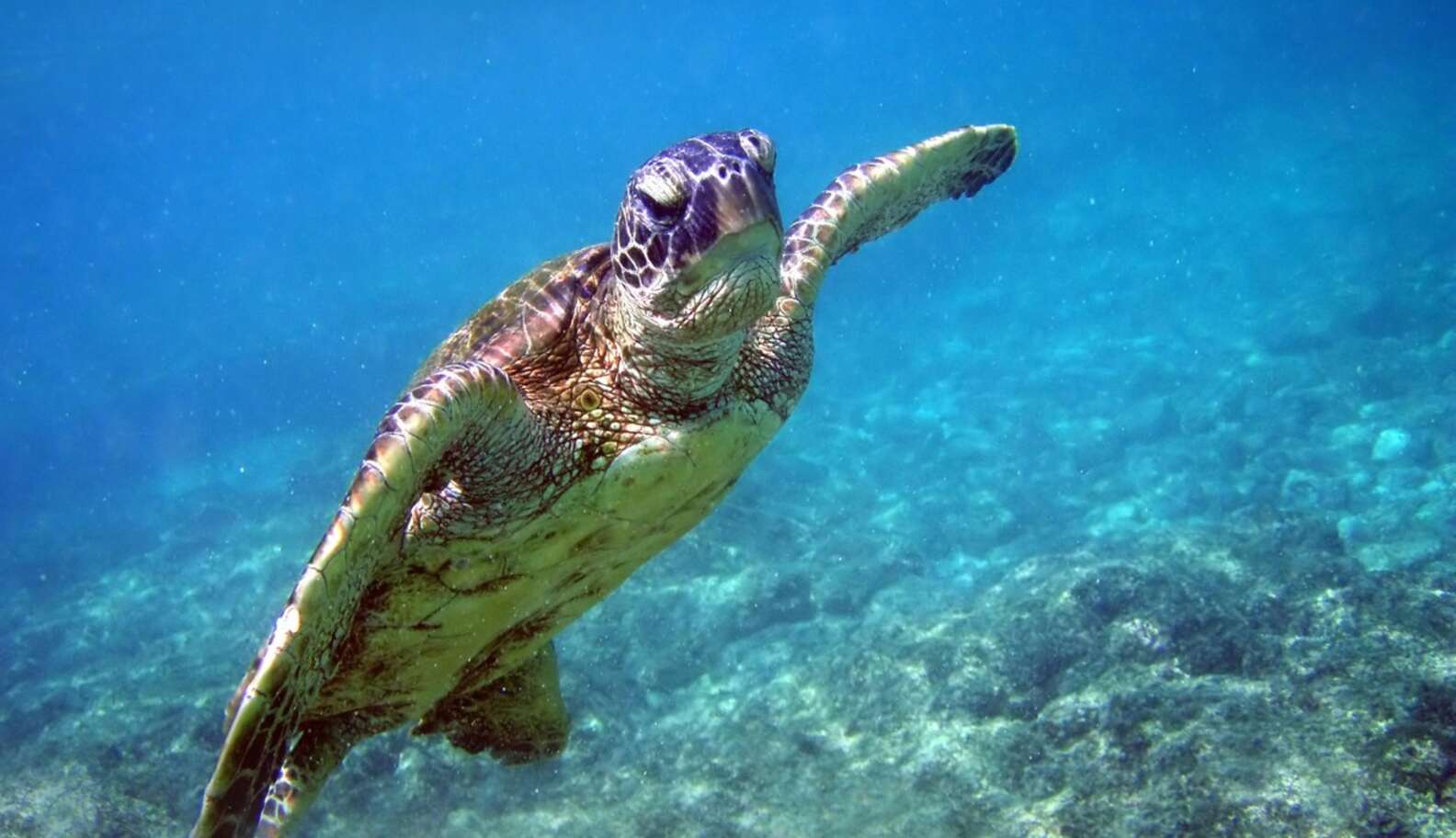 China And The Philippines Are Fighting For A Good Reason: Sea Turtles ...