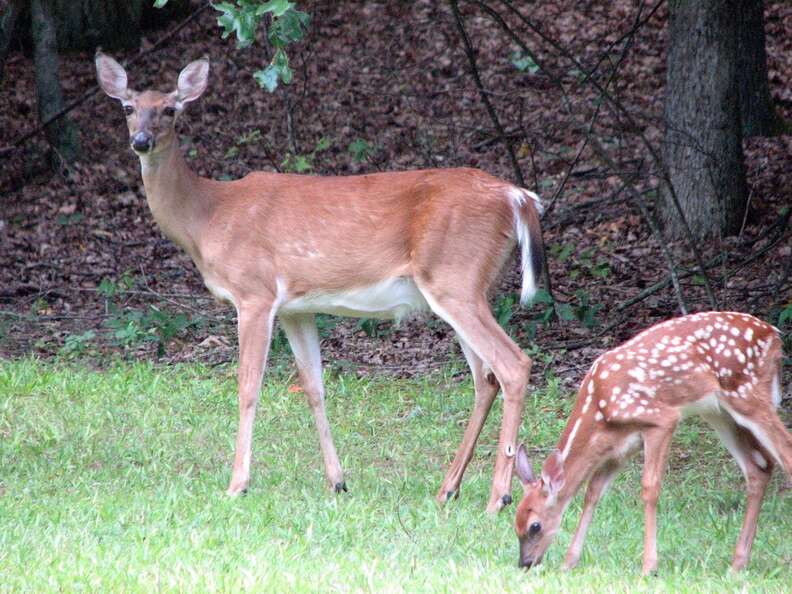 Park Ranger Weeps When She Sees What Tourists Did To Baby Deer - The Dodo