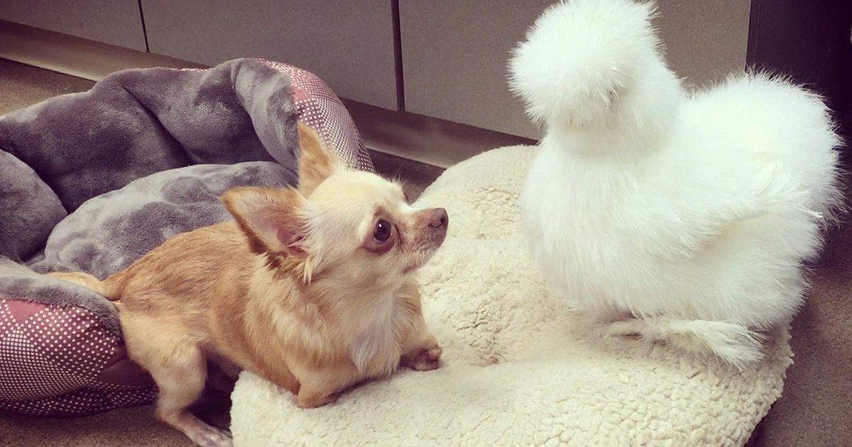 Chicken And Chihuahua Get Adopted Into The Same Family The Dodo
