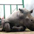 People Just Broke Into A Zoo And Killed A Rhino For His Horns