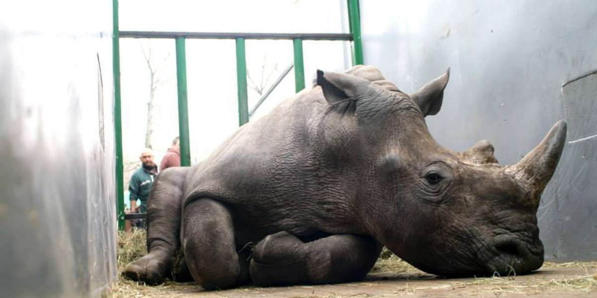 Rhino Poached For His Horns At French Zoo The Dodo