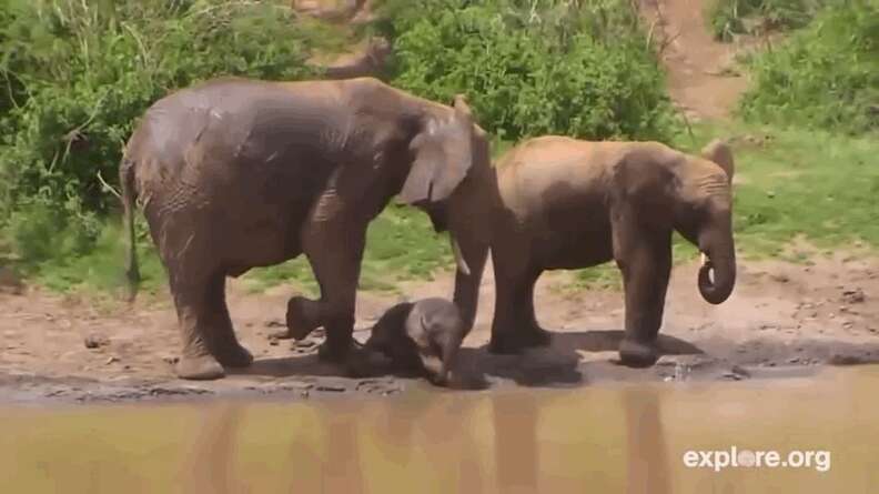 Baby Elephant Learning To Use Her Trunk Just Blows Bubbles Instead ...