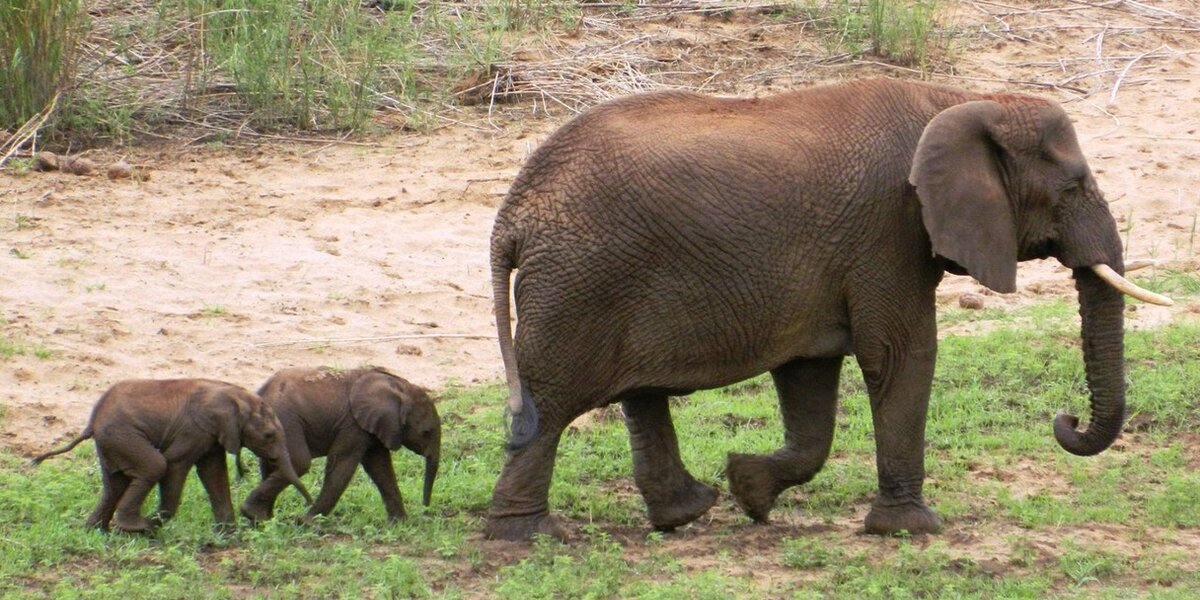 Special Delivery: Rare Set Of Elephant Twins Born In South Africa - The Dodo